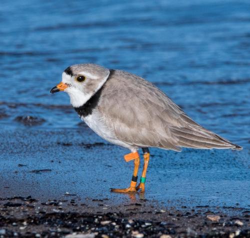 Piping Plovers 2018